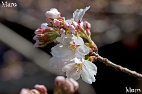 京都 ソメイヨシノ(さくら) 2013年3月22日 開花宣言 京都市上京区 京都 ソメイヨシノ(さくら) 2013年3月22日 開花宣言 京都市上京区