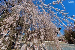 京都の桜 千本釈迦堂(大報恩寺)の阿亀桜 京都市上京区 2013年3月22日