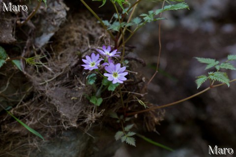 オオミネコザクラの花 稲村ヶ岳、大日山 2013年5月 オオミネコザクラの花 稲村ヶ岳、大日山 2013年5月