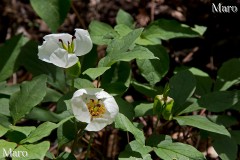 花期を終えるヤマシャクヤク(山芍薬) 京都北山 2013年5月