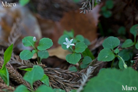 タニギキョウ(谷桔梗)の花 和歌山県 2013年5月 タニギキョウ(谷桔梗)の花 和歌山県 2013年5月