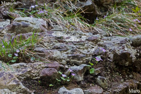 険しい岩場に点在するオオミネコザクラ 大峰山脈 2013年5月 険しい岩場に点在するオオミネコザクラ 大峰山脈 2013年5月