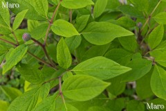 ベニバナヤマシャクヤク(紅花山芍薬)のつぼみ 京都北山 2013年5月