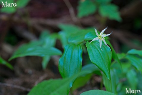大きなチゴユリ(稚児百合)の花 稲村ヶ岳 2013年5月 大きなチゴユリ(稚児百合)の花 稲村ヶ岳 2013年5月