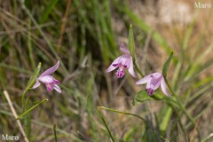 トキソウ(朱鷺草)の群落 滋賀県 2013年6月