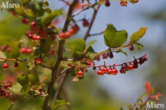 ナツハゼ(夏櫨)の花 滋賀県 2013年6月