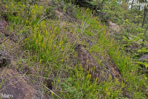 キンコウカ（金光花）の群生地 滋賀県 自生分布の日本南限付近 2013年6月