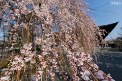 京都の桜 千本釈迦堂(大報恩寺) 阿亀桜 2014年3月28日