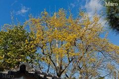 サンシュユ(山茱萸)の黄色い花 天龍寺塔頭 三秀院 2014年3月22日