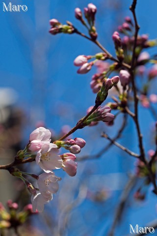 京都 ソメイヨシノ(さくら) 2014年3月27日 開花宣言 京都市上京区 京都 ソメイヨシノ(さくら) 2014年3月27日 開花宣言 京都市上京区