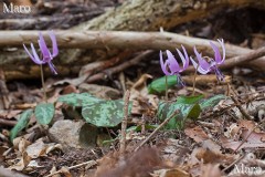カタクリ(片栗)の小規模な群生地 京都北山 2014年4月