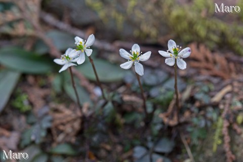 バイカオウレン（梅花黄蓮） キタヤマオウレン（北山黄蓮）？ 比叡山 2014年4月