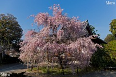 京都の桜 上品蓮台寺(上品蓮臺寺) 八重紅枝垂 2014年4月11日