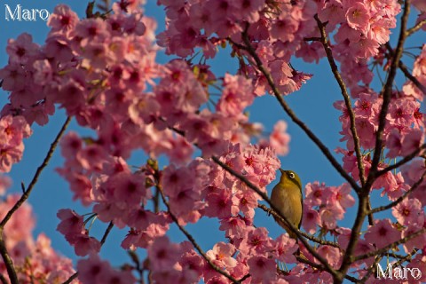 熊野若王子神社 桜花苑 ヨウコウ(陽光)とメジロ 2014年4月1日