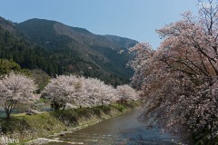 京都の桜 高野川(大原川)の桜並木と比叡山の北尾根 2014年4月
