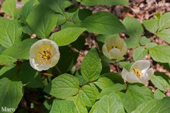 ヤマシャクヤク(山芍薬)の花 桟敷ヶ岳の自生地 2014年5月