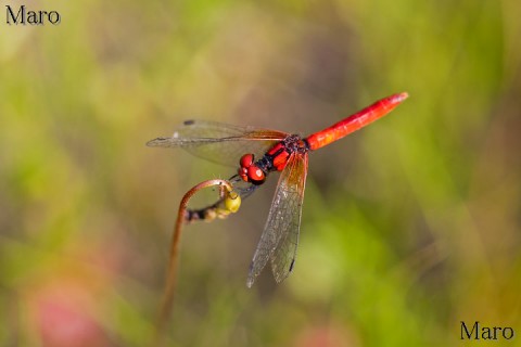 モウセンゴケの花柄に留まるハッチョウトンボ 滋賀県 2011年7月