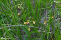 カキラン(柿蘭)の群落 兵庫県 2014年6月