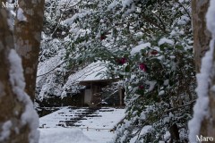 積雪する法然院の境内 山門とサザンカ(山茶花) 2015年1月2日の朝