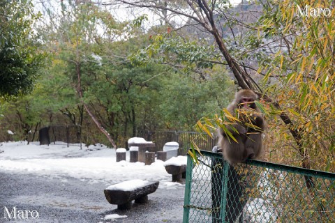雪の中のニホンザル 「ちらっ」 亀山公園（嵐山公園 亀山地区） 2015年1月