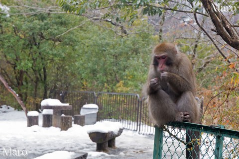 雪の中のニホンザル 「食事中」 亀山公園(嵐山公園 亀山地区) 2015年1月