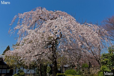 京都の桜 上品蓮台寺(上品蓮臺寺、十二坊) 枝垂桜 京都市北区 2015年3月27日 京都の桜 上品蓮台寺(上品蓮臺寺、十二坊) 枝垂桜 京都市北区 2015年3月27日