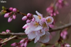近衛邸跡の糸桜(枝垂桜) 開花確認 京都御苑 2015年3月19日 雨後