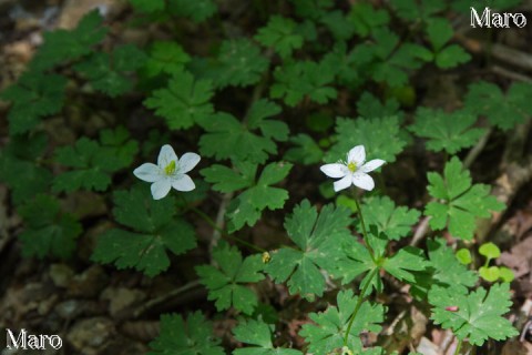 ニリンソウ(二輪草)の花と葉 京都北山 2015年5月 ニリンソウ(二輪草)の花と葉 京都北山 2015年5月
