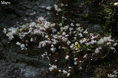 セッコク(石斛)の花 断崖絶壁 京都府の自生地 2015年5月