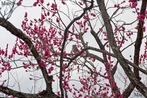 紅梅にシロハラ(白腹) 京都御苑 梅林 2016年2月15日