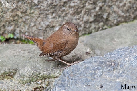 京都の野鳥 ミソサザイ 鷦鷯 越冬～春