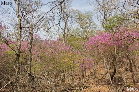 旧花脊峠~芹生峠 紫色が鮮やかなミツバツツジのトンネル 2016年4月