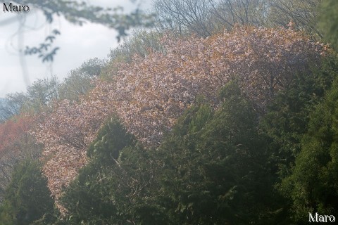 京都東山 大文字山のヤマザクラ(山桜) 2016年4月