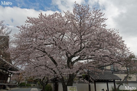 京都の桜 本隆寺のソメイヨシノ(染井吉野) 京都市上京区 2016年4月2日の早朝
