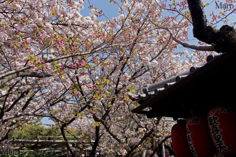 京都の桜 雨宝院 歓喜桜(と松月桜) 青空に満開の桜 2016年4月12日