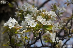 上品蓮台寺(十二坊) ナシ(梨)の白い花 京都市北区 2016年4月