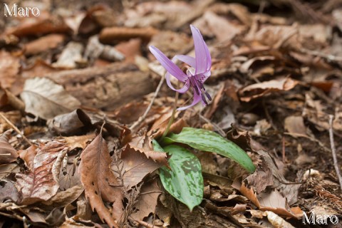 カタクリ(片栗) 花と葉 京都北山 2016年4月