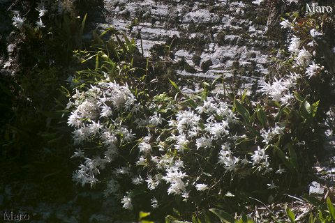 セッコク(石斛) 岩場の花 京都府 2016年5月