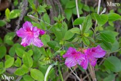 京都北山 ミヤコツツジ(都躑躅) 赤紫がかったピンク色の花 2016年5月