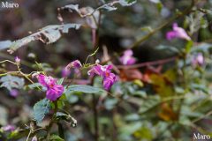 ツリフネソウ 釣船草 花 小関越~小関峠~如意越へ 大津市 2016年10月
