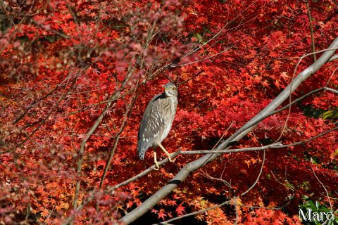 伏見稲荷 八島ヶ池の紅葉とホシゴイ(ゴイサギの幼鳥) 2009年12月