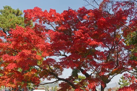 渡月橋 嵐山公園中ノ島地区の紅葉 右下に比叡山の山影も 2016年11月