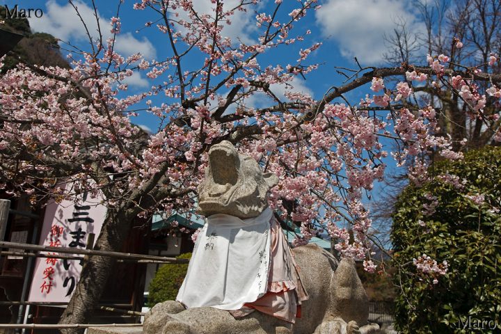 虚空蔵山の法輪寺 駒虎と寒桜(カンザクラ) 十三まいり 嵐山