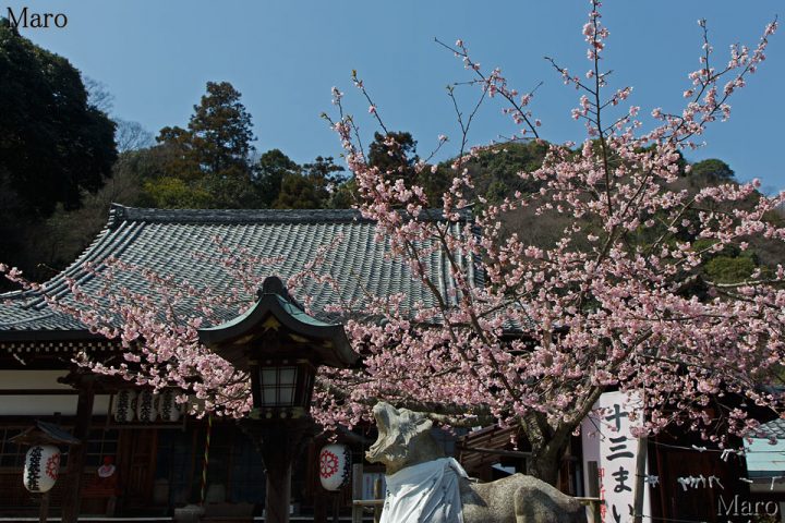 法輪寺の虎(トラ) 2022年の寅年に向けて