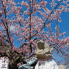 京都の桜 法輪寺(嵐山虚空蔵)のカンザクラ(寒桜)と駒虎 2015年3月