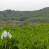 白いカキツバタが咲く深泥池と裏山たる179m峰 京都市北区・左京区 2015年4月